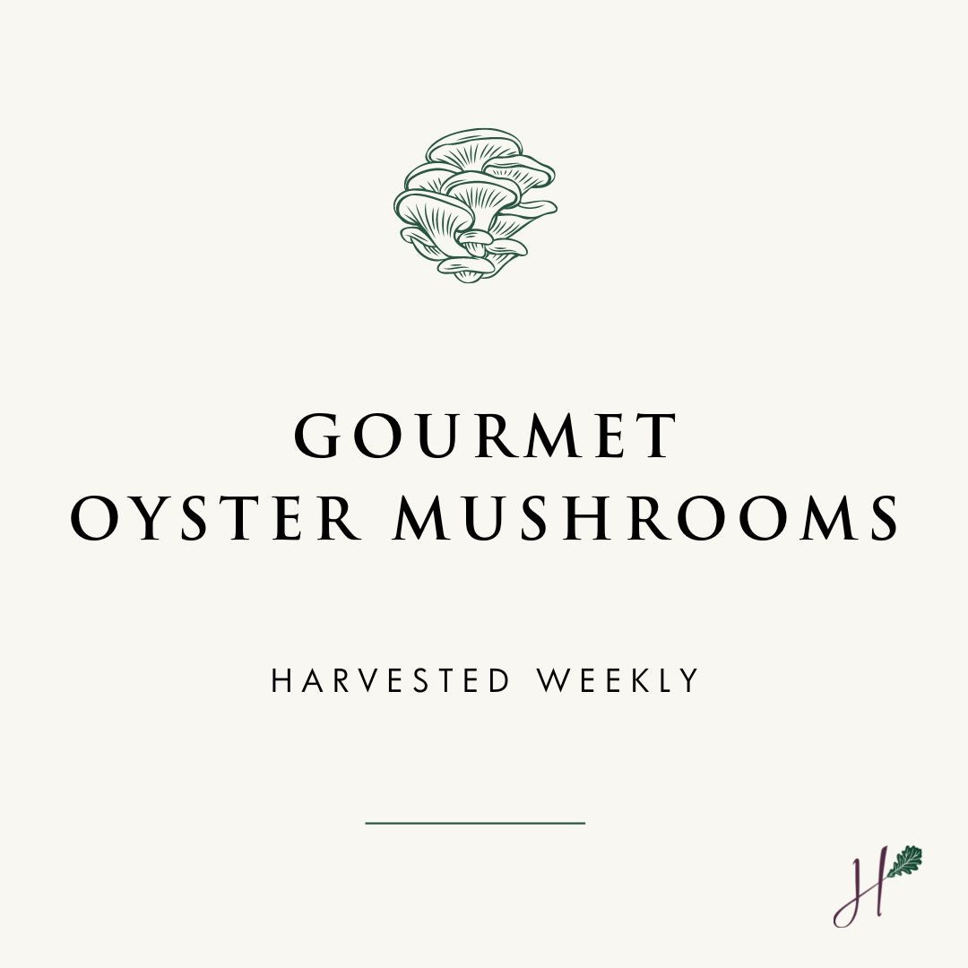 Hunters' Dale Gourmet Oyster Mushrooms, Harvested Weekly