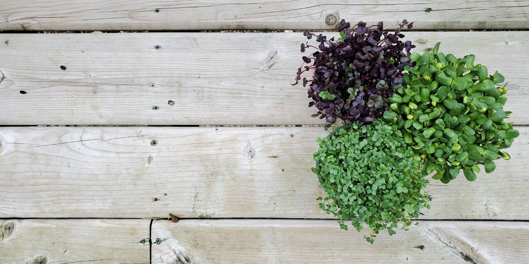 Microgreens