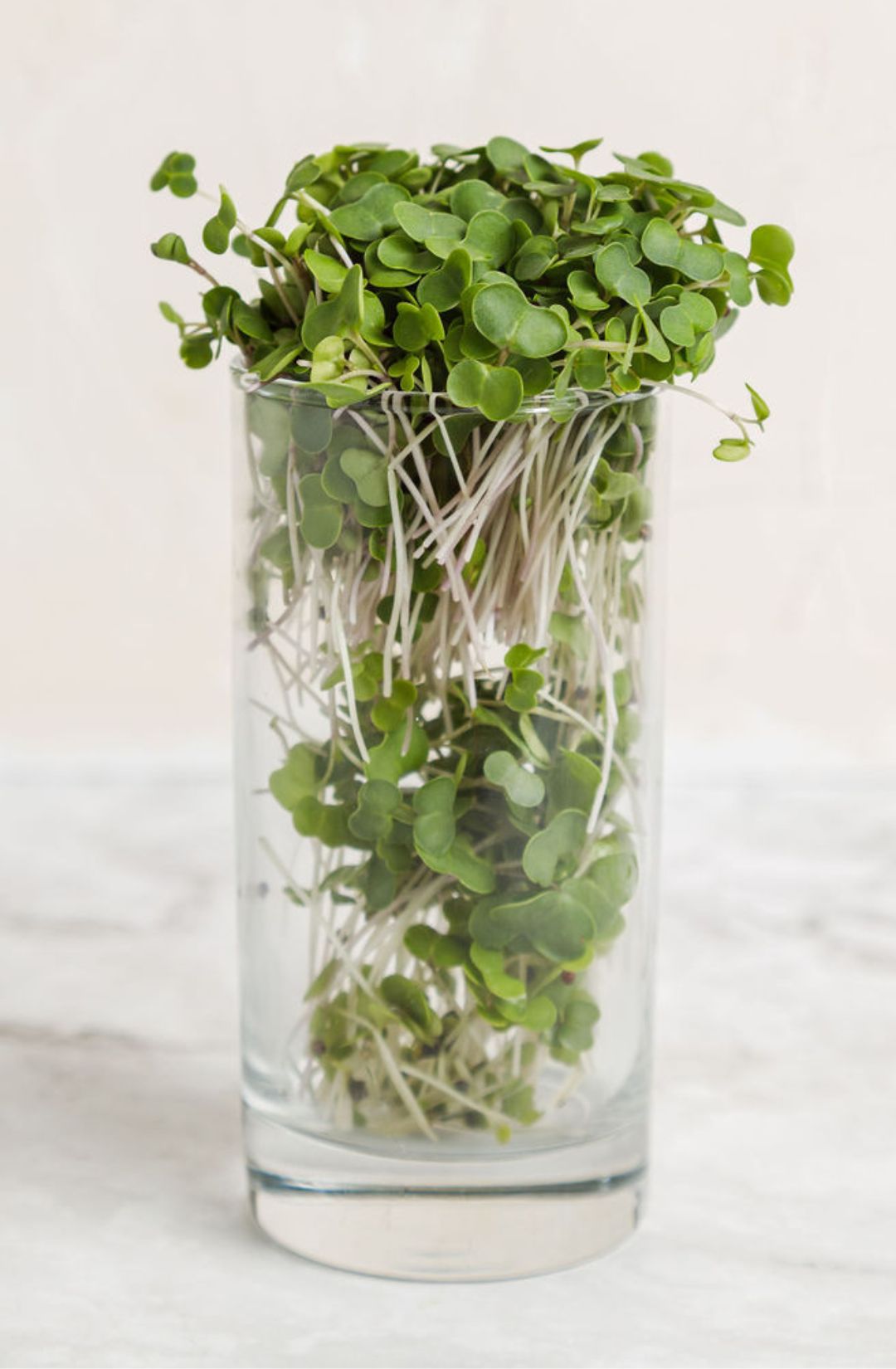 Kale microgreens, Hunters' Dale microgreens. Kale microgreens lower mainland.