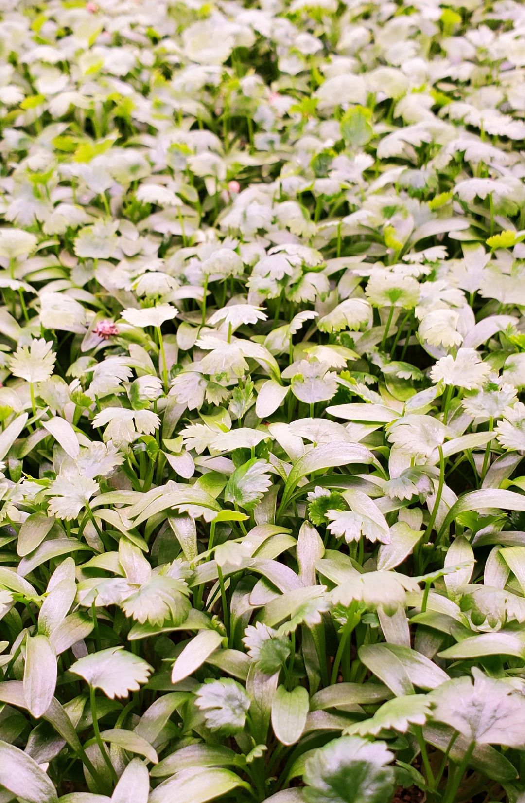 Cilantro microgreens, Mission BC, Abbotsford BC, Chilliwack BC