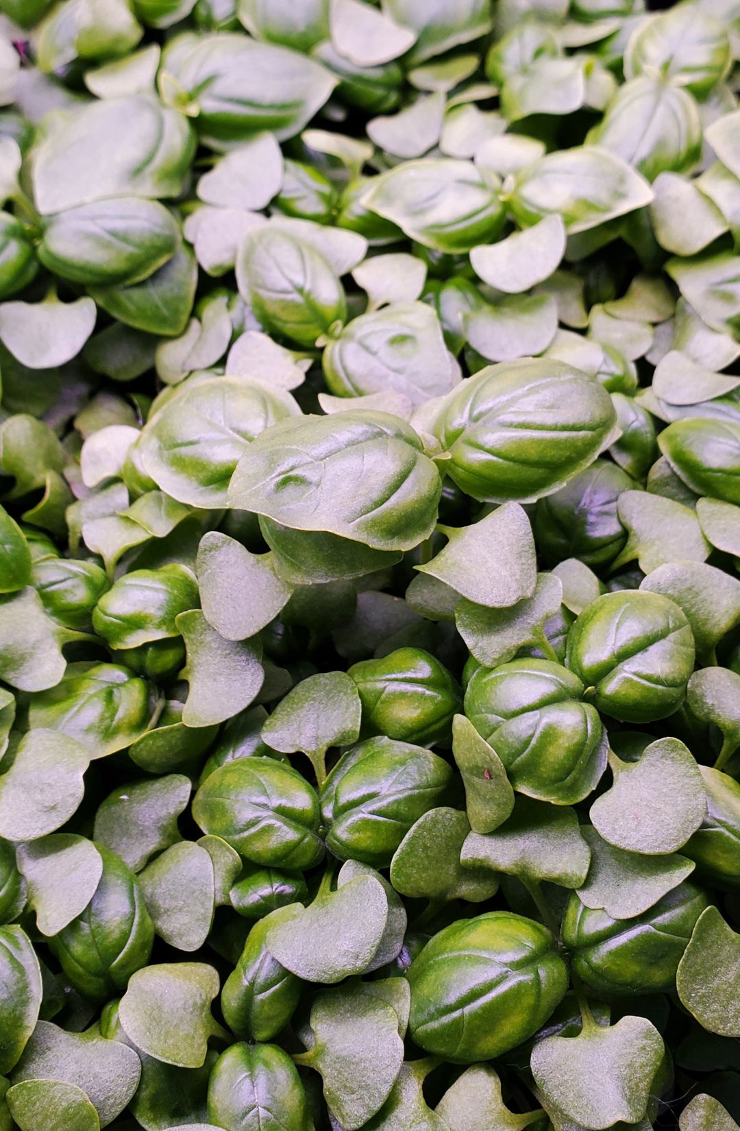 Abbotsford microgreen basil, chilliwack microgreen basil, mission bc microgreen basil