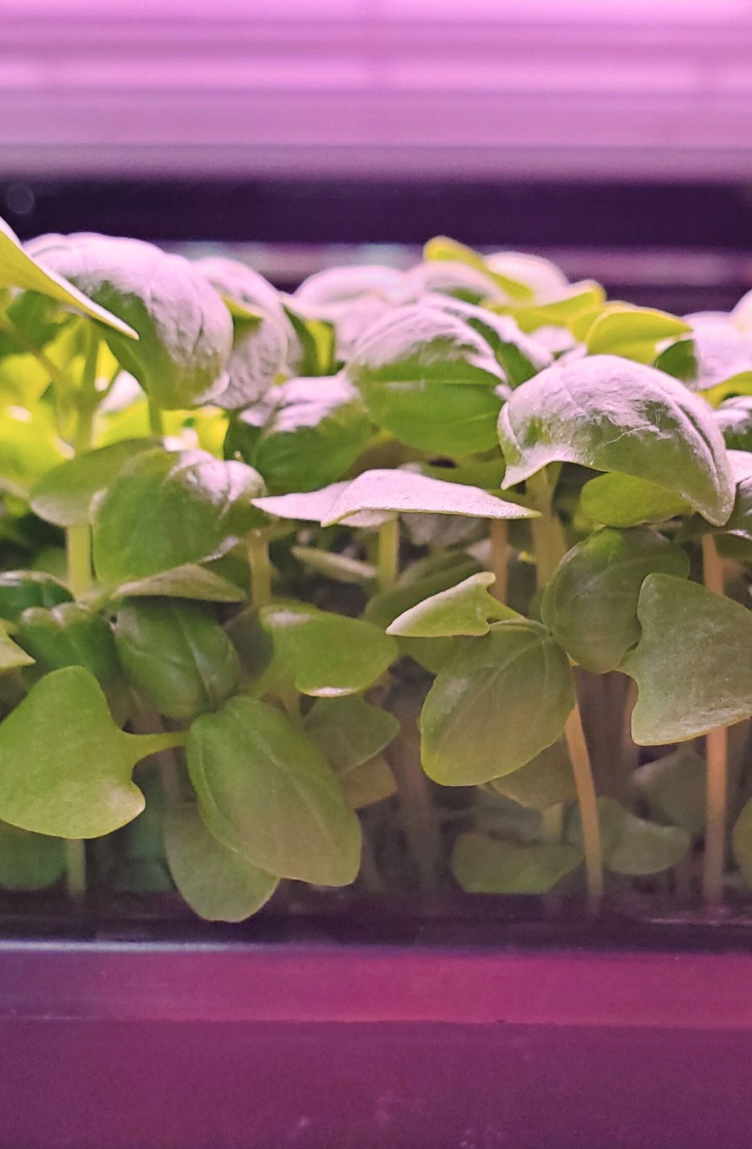 Microgreen basil indoor growing, Fraser Valley, British Columbia
