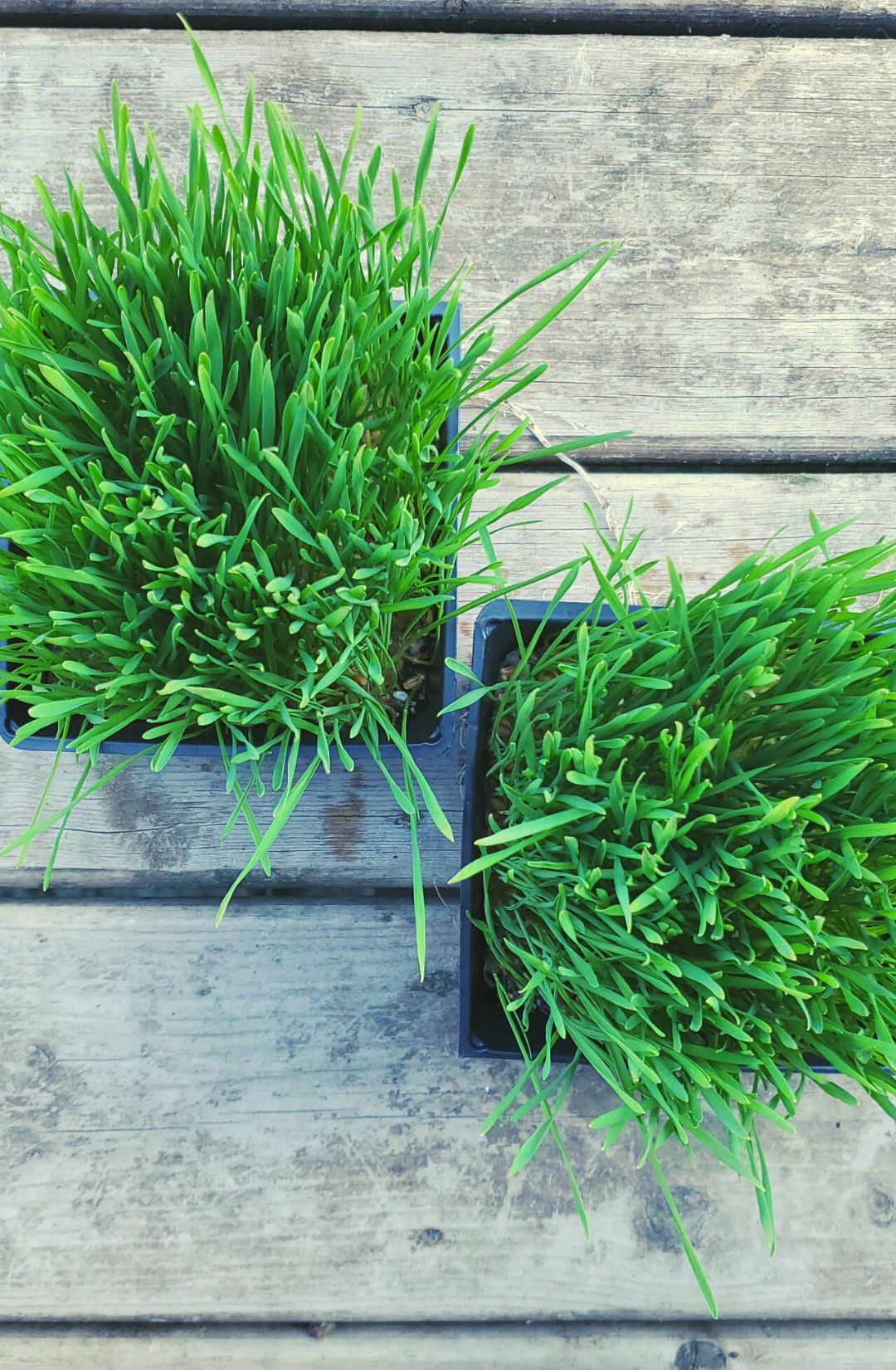 Hunters' Dale wheatgrass and oatgrass, grown in the Fraser valley.