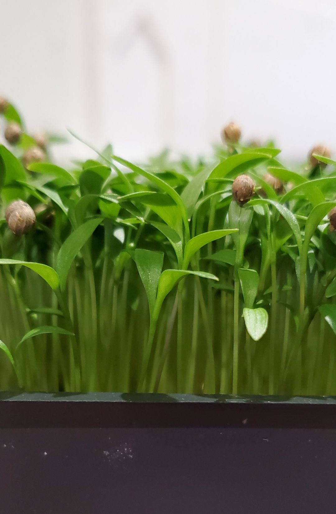 Hunters' Dale, Cilantro 5 by 5 tray, live Cilantro, Best Cilantro in the Fraser Valley, Cilantro microgreens