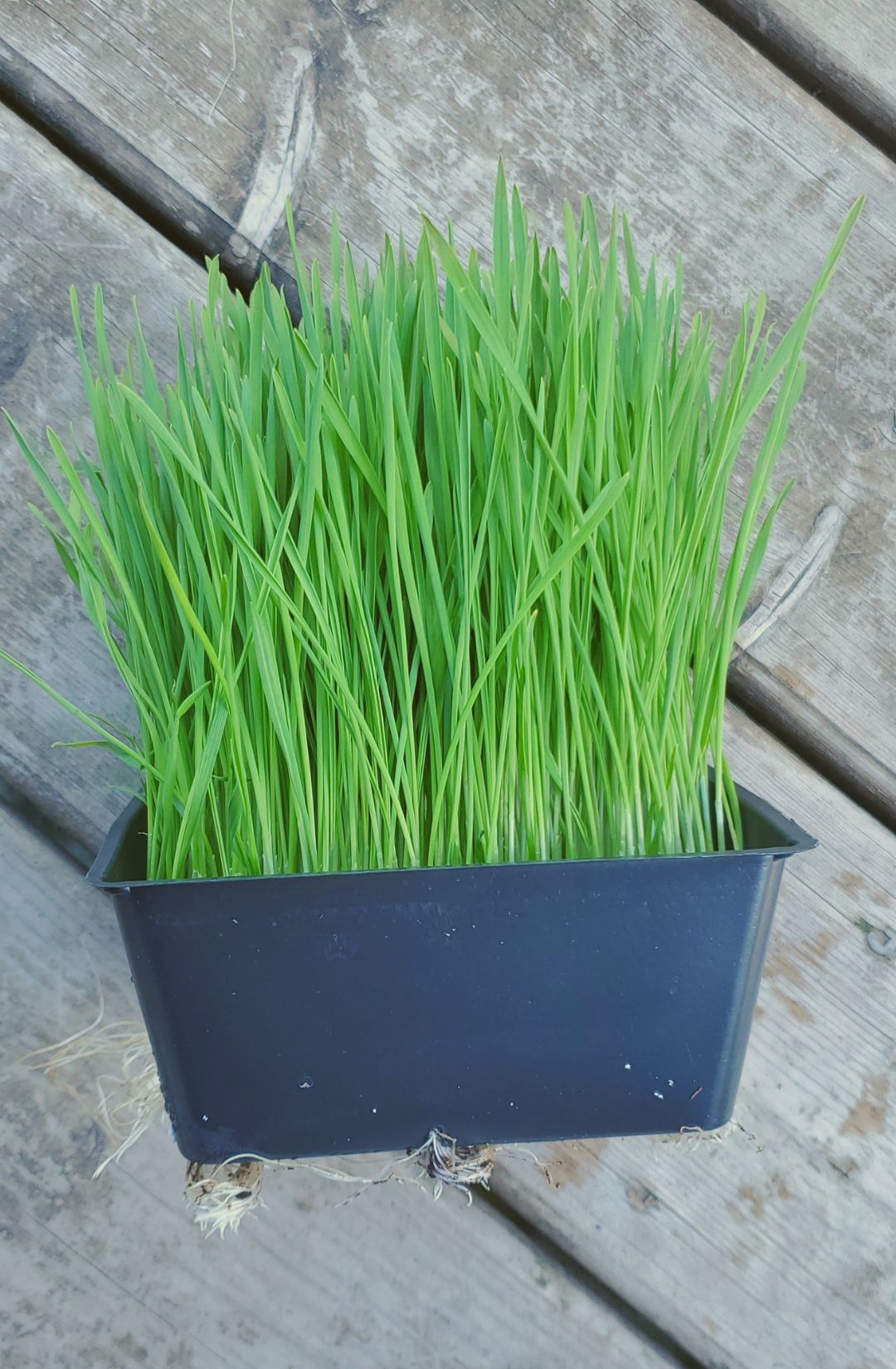 Hunters&#39; Dale Wheatgrass and oatgrass. Chilliwack BC, Abbotsford BC, Mission BC. Home delivery.