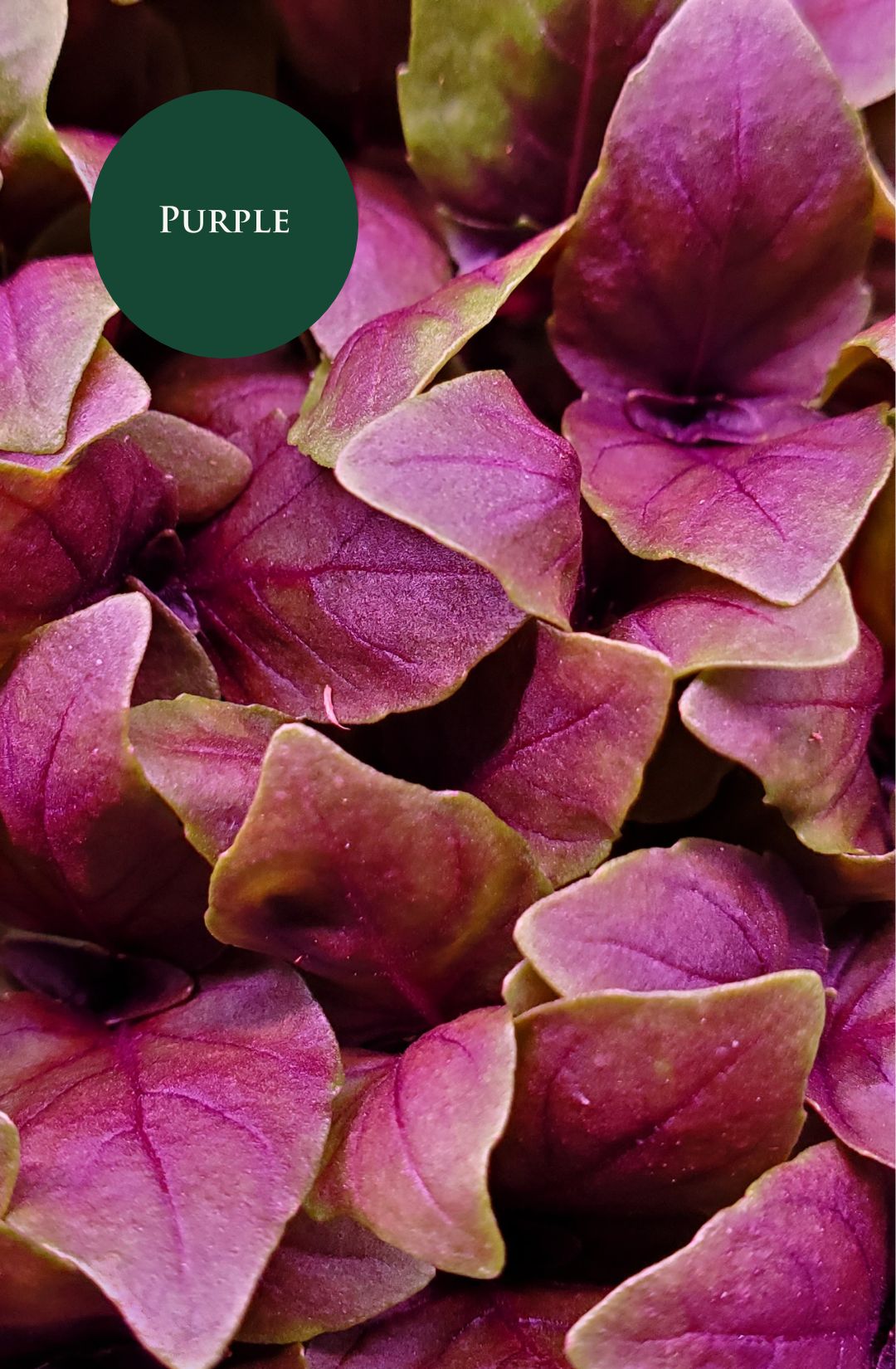 Purple Basil Microgreens, Hunters' Dale, Fraser Valley, Mission BC, Chilliwack BC, Vancouver BC, Abbotsford BC