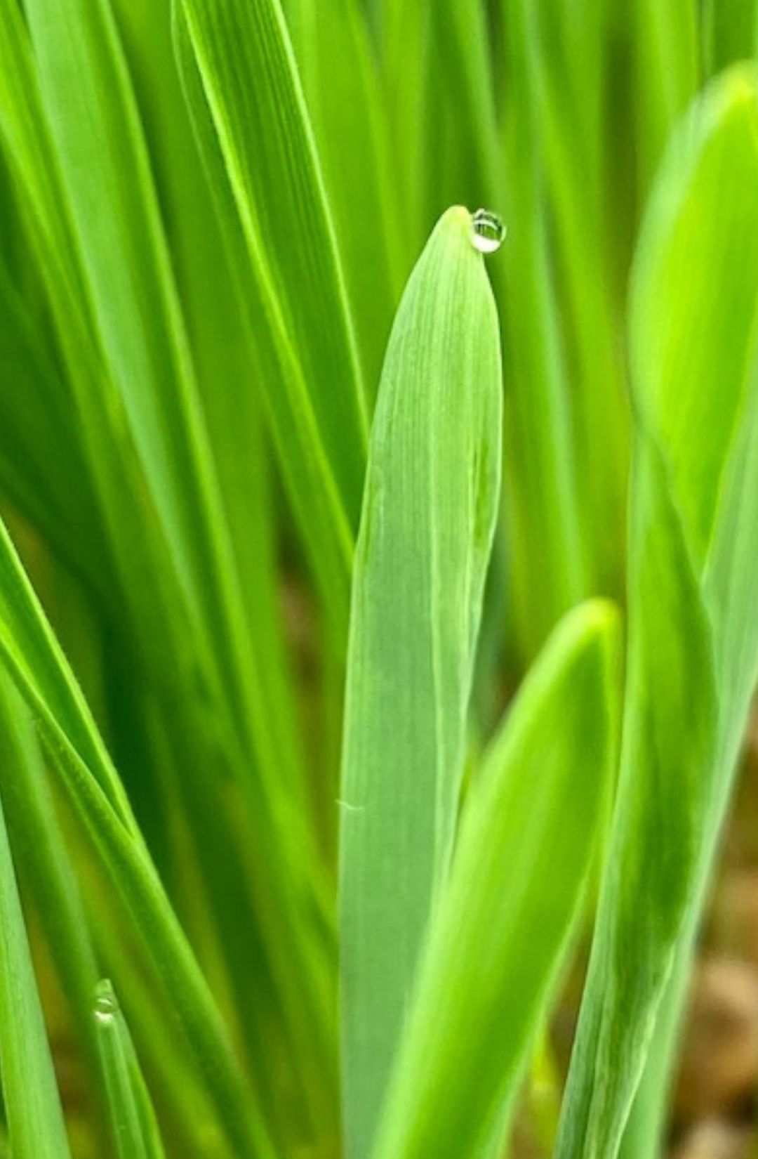 Hunters&#39; Dale, Cat Grass, Mission BC, Abbotsford BC, Chilliwack BC