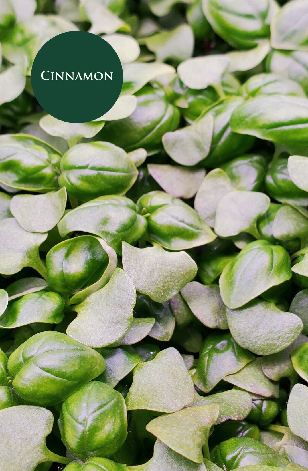 Hunters' Dale Micro Basil, Fraser Valley microgreen basil