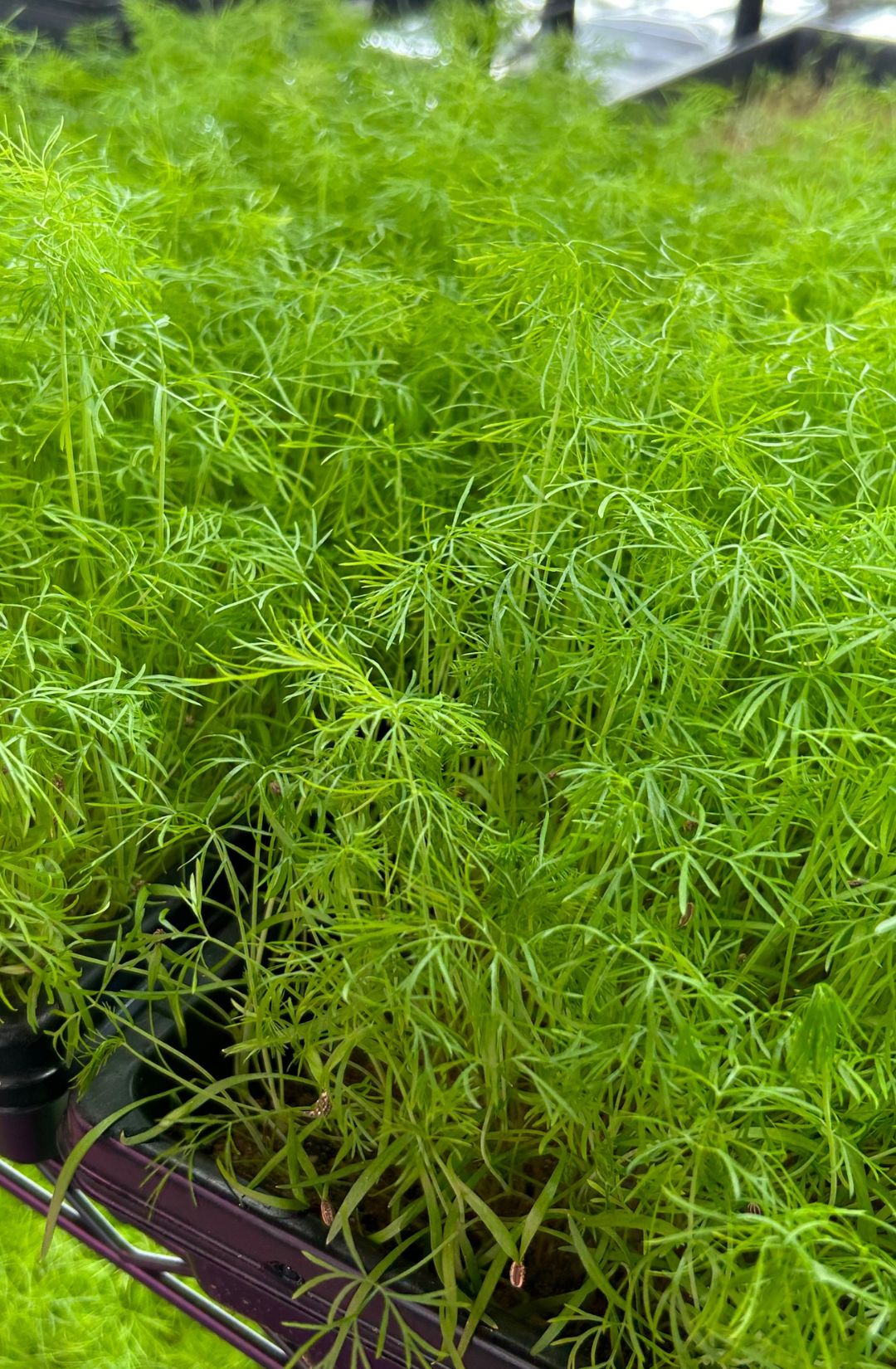 Fennel microgreens, Fennel soup, fennel aperitif, fennel lower mainland, fennel abbotsford BC, Fennel mission BC, Fennel Chilliwack BC, Fennel Hunters' Dale