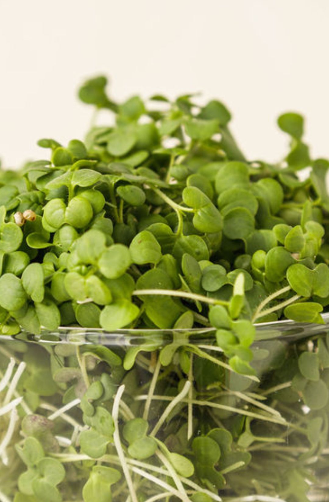 Mustard Yellow Microgreens