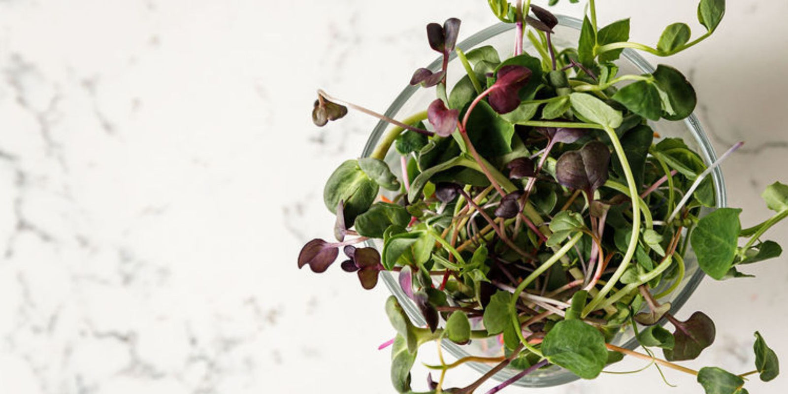 Hunters' Dale Salad Mix microgreens.