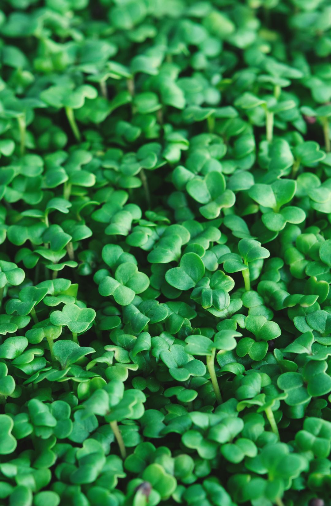 Broccoli microgreens in Hunters&#39; Dale smoothie blend, Mission BC