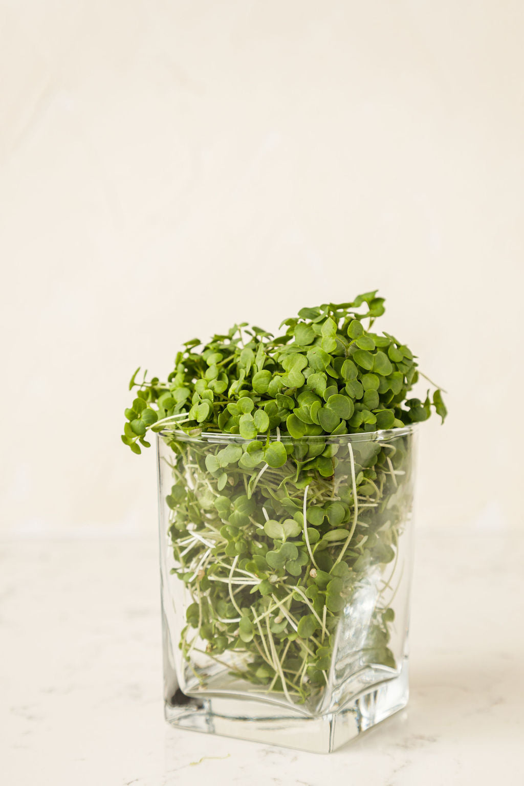 Mustard Microgreens Fraser Valley