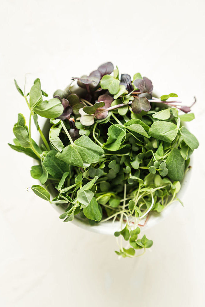 Hunters' Dale microgreen sampler pack
