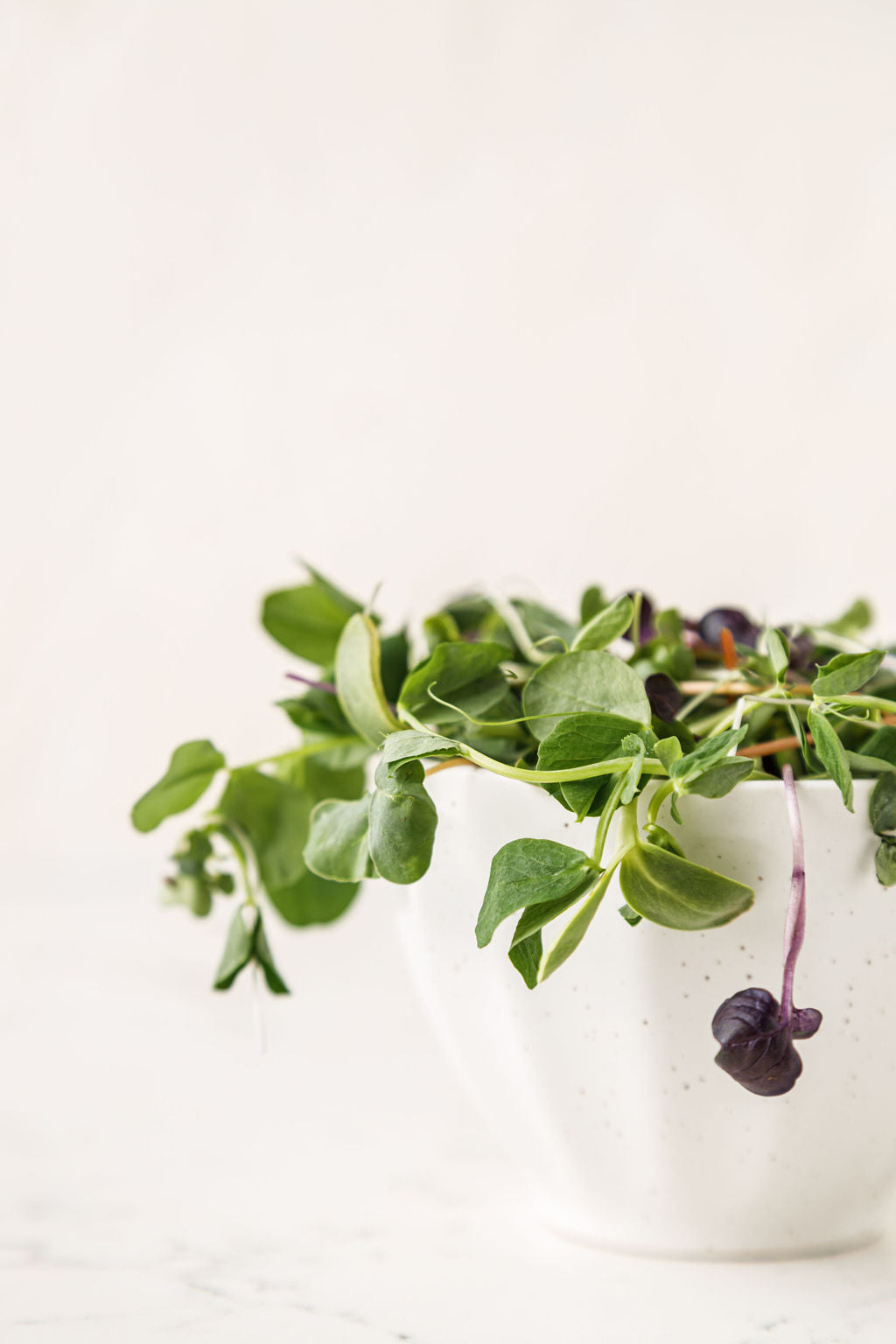 Microgreen Salad Fraser Valley