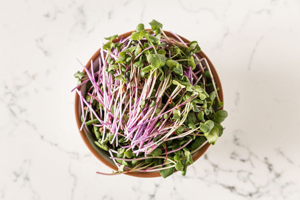 Triton Stem Radish Microgreens 50g/box - Hunters’ Dale