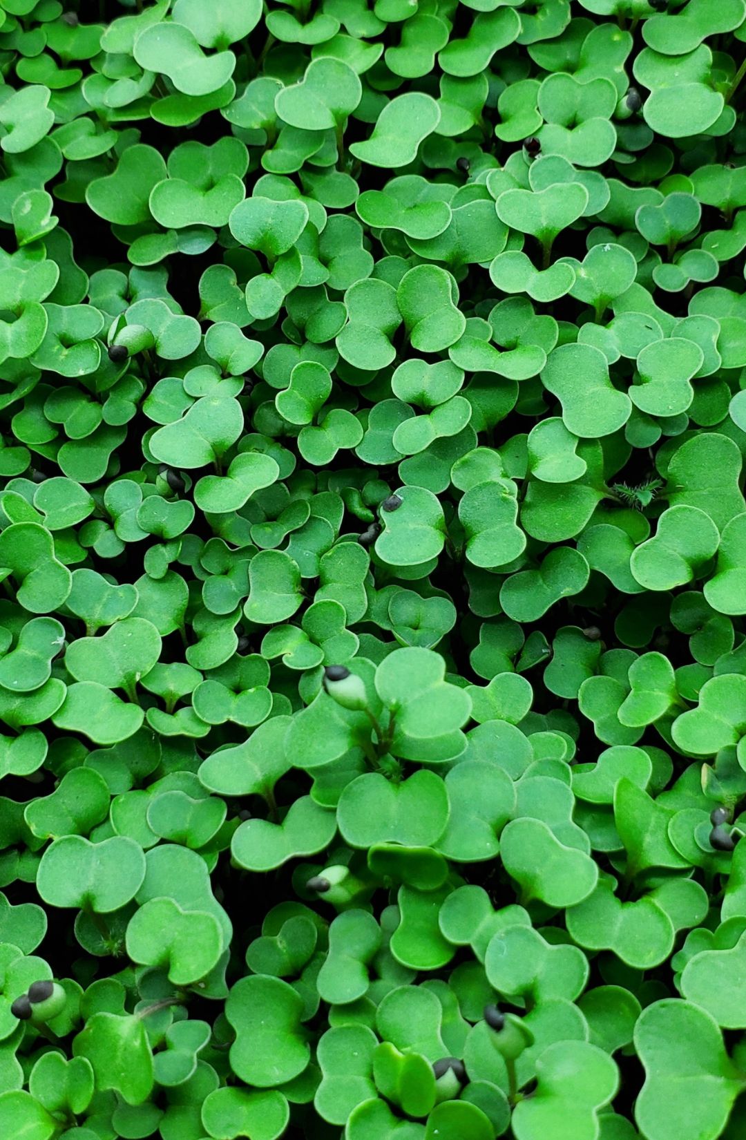 Kale Microgreens - Hunters’ Dale