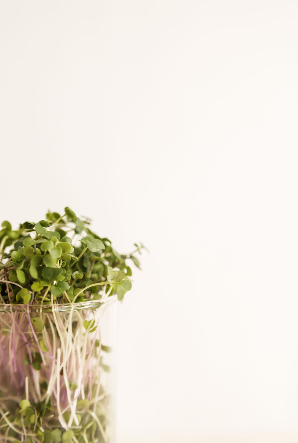Katie&#39;s Mix microgreens, quality microgreens, tasty microgreens, versatile microgreens