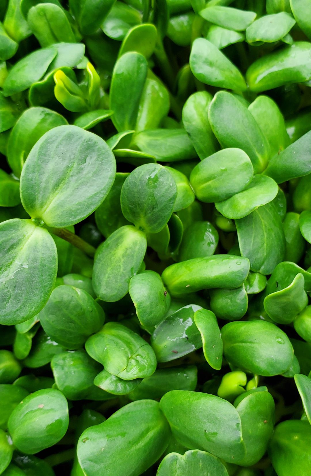Sunflower shoots in Hunters&#39; Dale smoothie blend